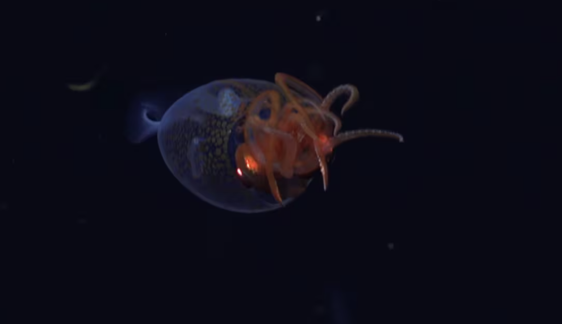 Captan a calamar colosal por primera vez en su hábitat natural